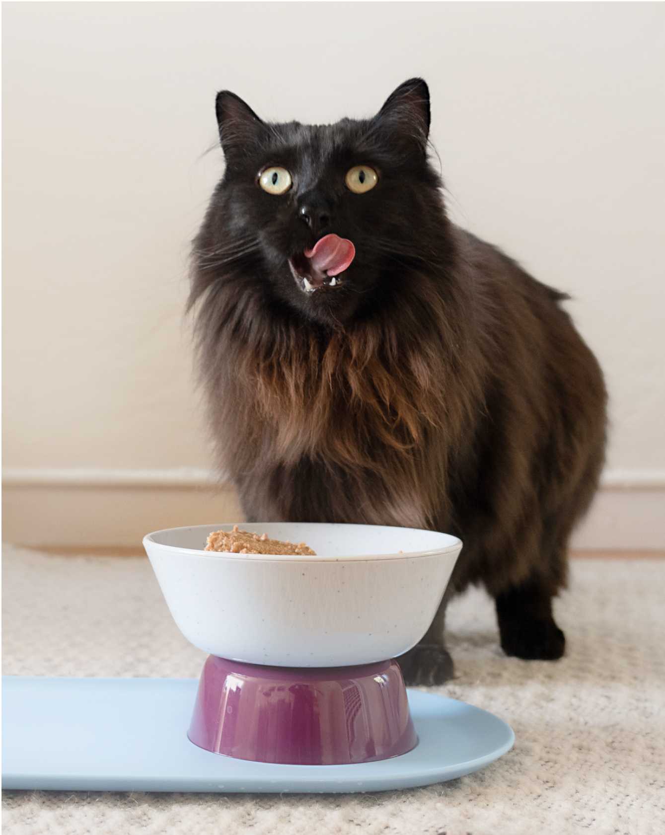 Cat eating Cat Person food in Mesa Bowl