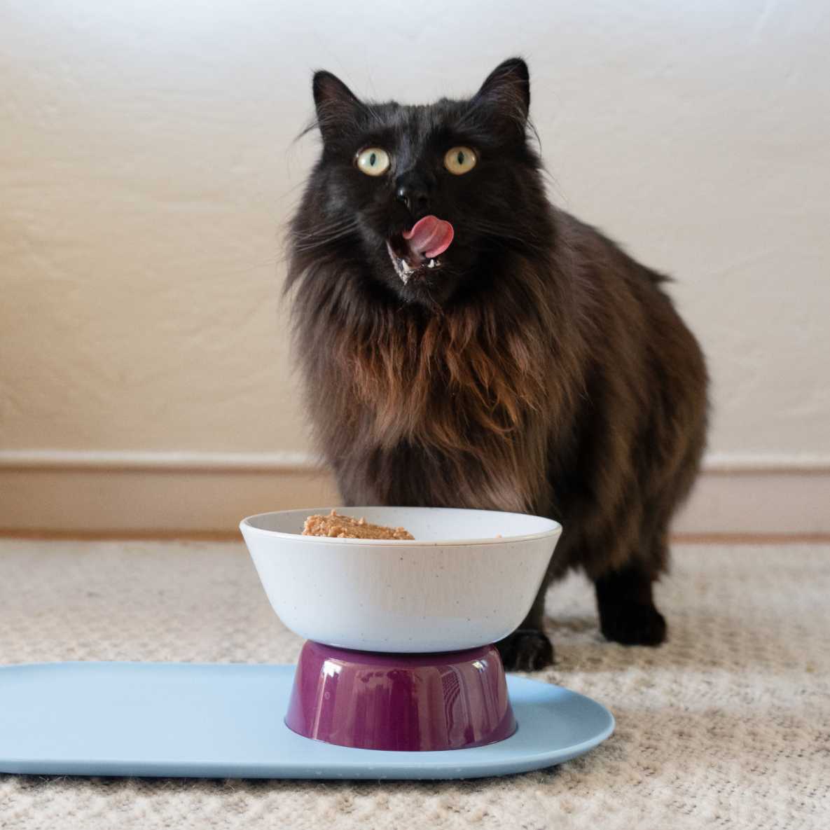 Cat eating Cat Person food in Mesa Bowl